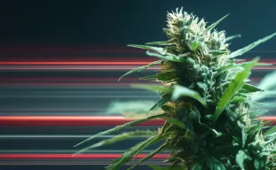 Fast-Flowering Cannabis Seeds Explained: What Makes These Strains Finish So Quickly?