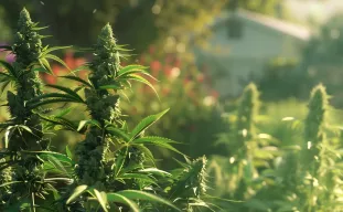Fastest Cannabis Strains for Short Outdoor Seasons