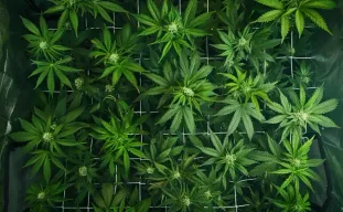 The Complete Guide to Cannabis Plant Training: LST, Topping, and ScrOG