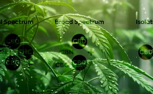Full-Spectrum, Broad-Spectrum, and CBD Isolate: What's Best to Grow at Home?