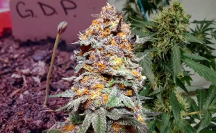 Granddaddy Purple Week by Week Grow Diary