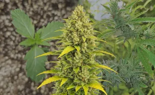 Acapulco Gold Auto - Week by Week Grow Diary & Strain Review