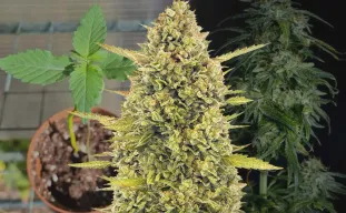 Acapulco Gold Week By Week Grow diary