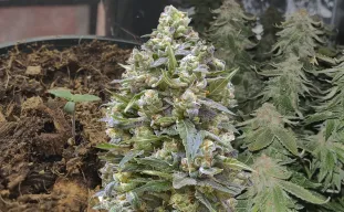 Alaskan Thunder Fuck - Week by Week Grow Diary & Strain Review