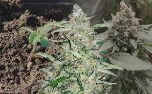 American Patriot - Week by Week Grow Diary & Strain Review