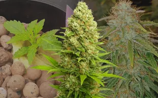 Banana Kush Auto - Week by Week Grow Diary & Strain Review