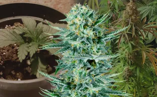Blue Dream - Week by Week Grow Diary & Strain Review