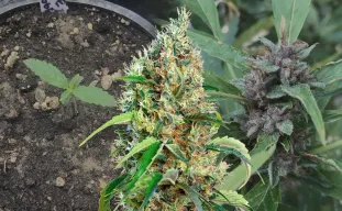 Bubblegum - Week by Week Grow Diary & Strain Review