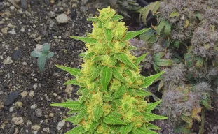 C. Banana Auto - Week by Week Grow Diary & Strain Review
