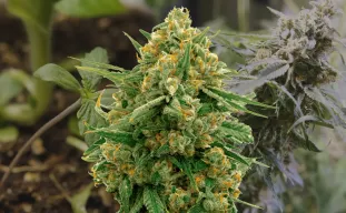 CBD Express – Wöchentlicher Growbericht & Strain-Review