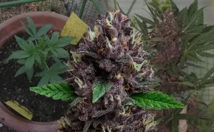 CBD Purple Kush Auto - Woche für Woche Grow-Report & Sortenreview