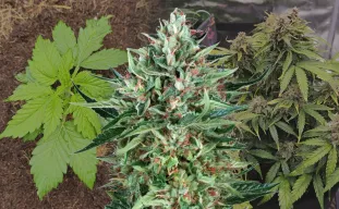 Cherry Pie Auto - Week by Week Grow Diary & Strain Review