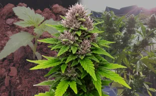 Critical Purple Auto - Week by Week Grow Diary & Strain Review