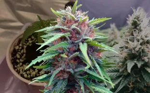Durban Poison Week-voor-Week Kweekdagboek