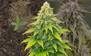 Fat Bastard Auto Week by Week Grow Diary