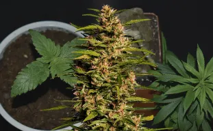 Fruity Pebbles - Week by Week Grow Diary & Strain Review