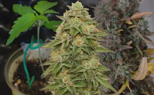 Gelato Auto Week by Week Grow Diary