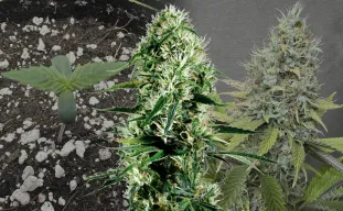 Ghost Train Haze - Week by Week Grow Diary & Strain Review