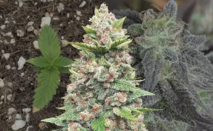 God's Gift - Week by Week Grow Diary & Strain Review
