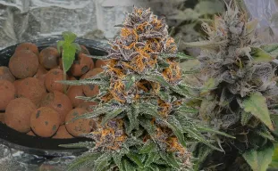 Granddaddy Purple Auto – Woche-für-Woche Grow-Tagebuch & Sorten-Review