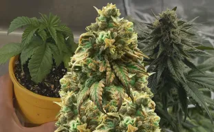 Green Crack - Week by Week Grow Diary & Strain Review