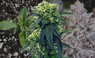 Gush Mints - Week by Week Grow Diary & Strain Review