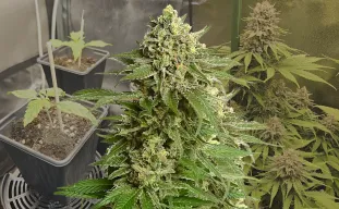 Haze #1 - Week by Week Grow Diary & Strain Review