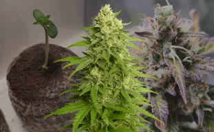 Haze Auto - Week by Week Grow Diary & Strain Review