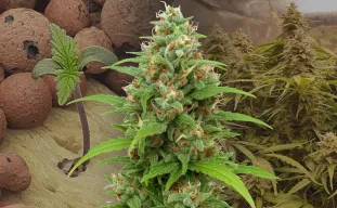 Magnum Auto Week by Week Grow Diary