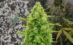 Northern Lights Auto - Week by Week Grow Diary & Strain Review