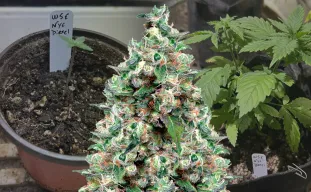 NYC Diesel - Week by Week Grow Diary & Strain Review