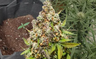 Pennywise - Week by Week Grow Diary & Strain Review