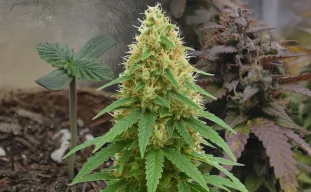 Pineapple Express Auto Woche-für-Woche Grow-Tagebuch