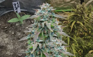 Purple Haze - Woche für Woche Grow-Report & Sortenreview