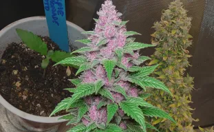 Purple Lemonade Auto - Week by Week Grow Diary & Strain Review
