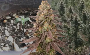 Red Devil Auto - Week by Week Grow Diary & Strain Review