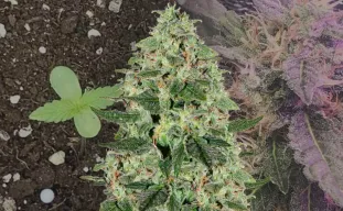 Santa Maria Auto Week By Week Grow Diary