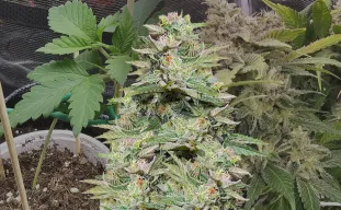 Sleepy Joe OG Week by Week Grow Diary