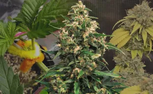Journal de Culture de la Strawberry Cough Semaine par Semaine