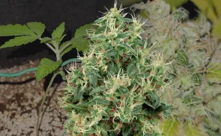 Strawberry Kush Week by Week Grow Diary