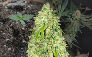 Sunset Sherbet Week by Week Grow Diary