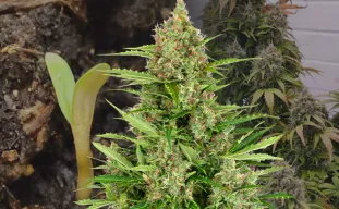 Wedding Cake Auto Week By Week Grow Diary