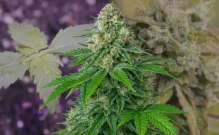 White Widow Auto - Week by Week Grow Diary & Strain Review
