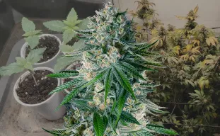 White Widow - Week by Week Grow Diary & Strain Review