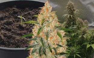 Zkittlez Autoflower Week by Week Grow Diary