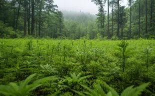 Guerilla Cannabis Growing: The No-Fuss, Low-Profile Outdoor Playbook (2026 Edition)