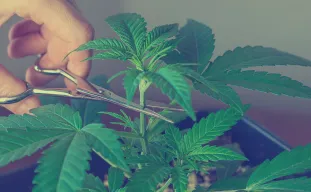 Guide to Topping and Pruning Indica Cannabis for Maximum Yield and Potency
