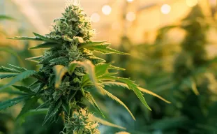 Top 5 Fast-Flowering Cannabis Strains Perfect for Multiple Harvests Per Year