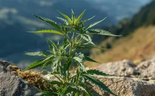 How Autoflower Genetics Changed Cannabis Growing Forever