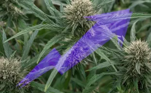 How Beginners Can Easily Boost Cannabis Yield